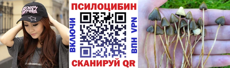 Галлюциногенные грибы Psilocybe  купить наркотик  omg вход  Добрянка 